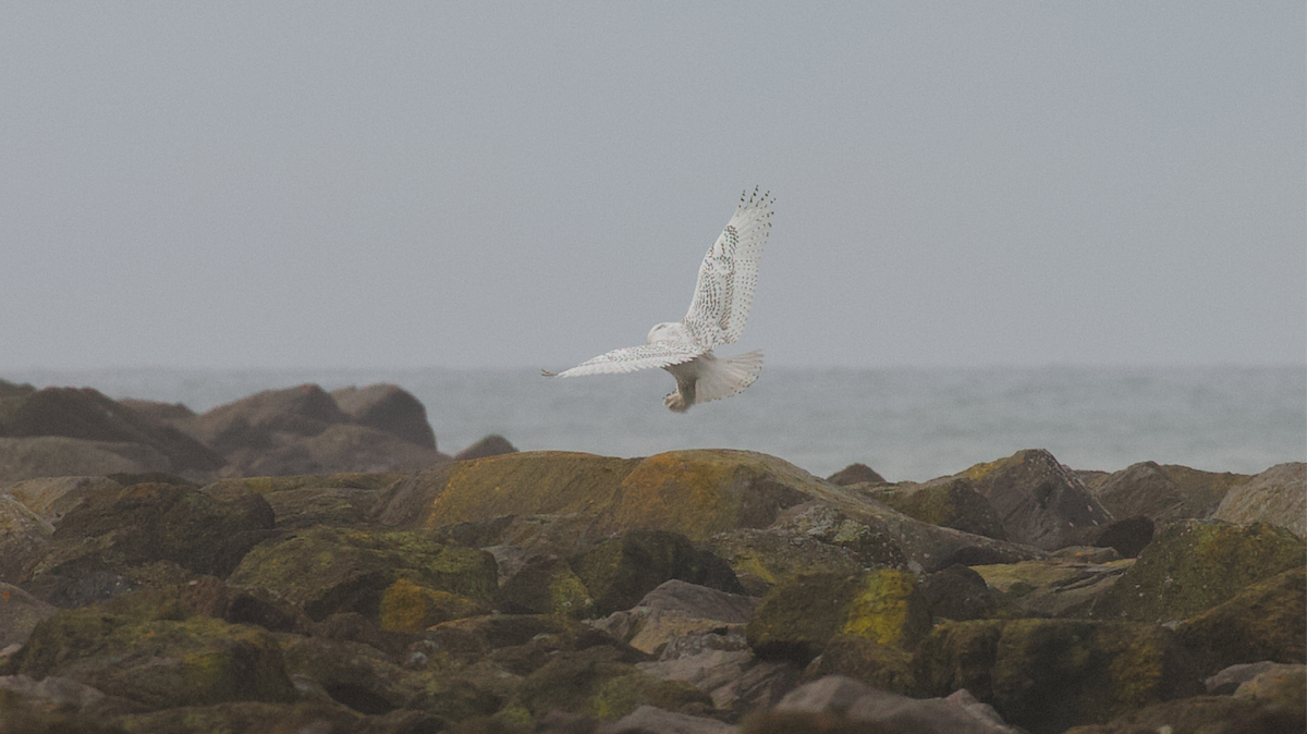 Elur-hontza - ML646774663