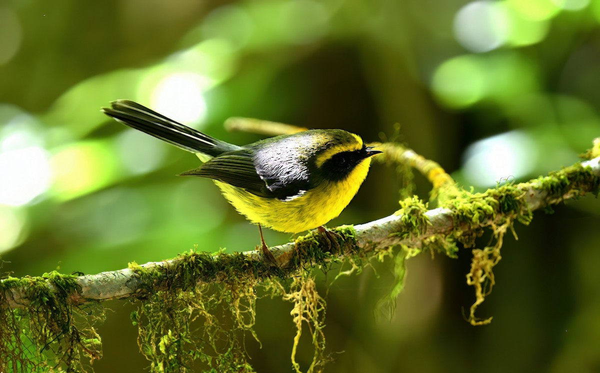 Yellow-bellied Fairy-Fantail - ML646774664