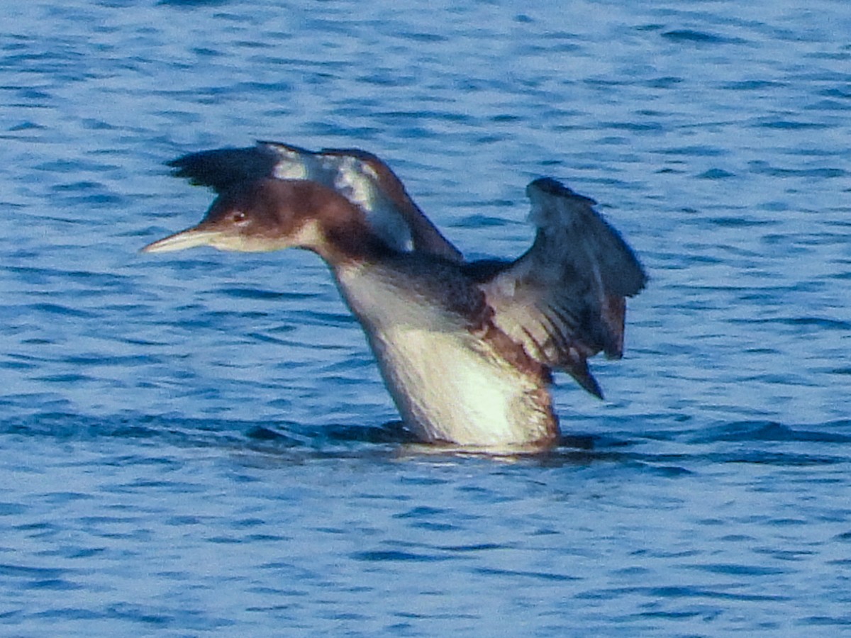 Buz Dalgıcı - ML646774665