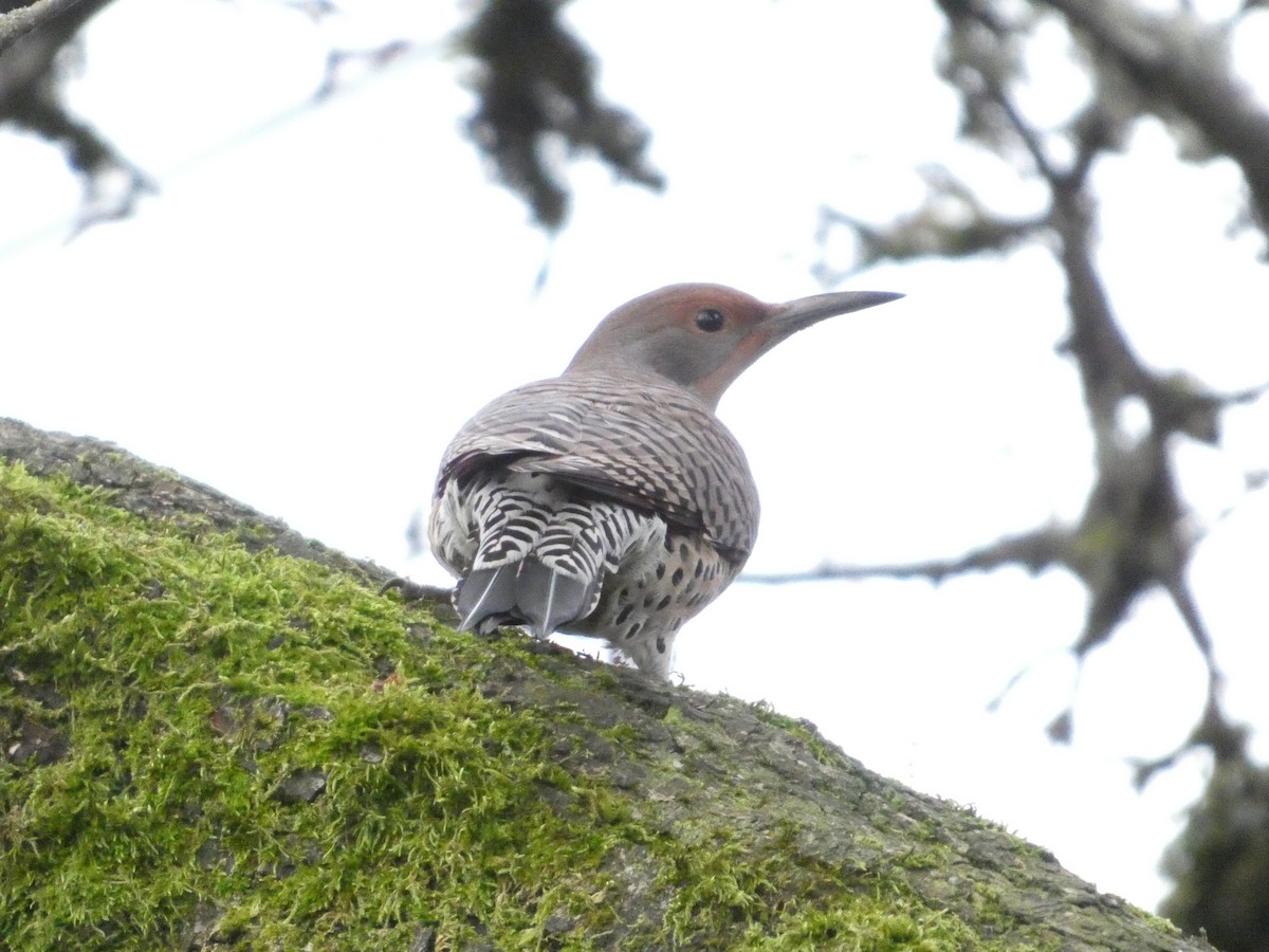 Декол золотистий - ML646774667