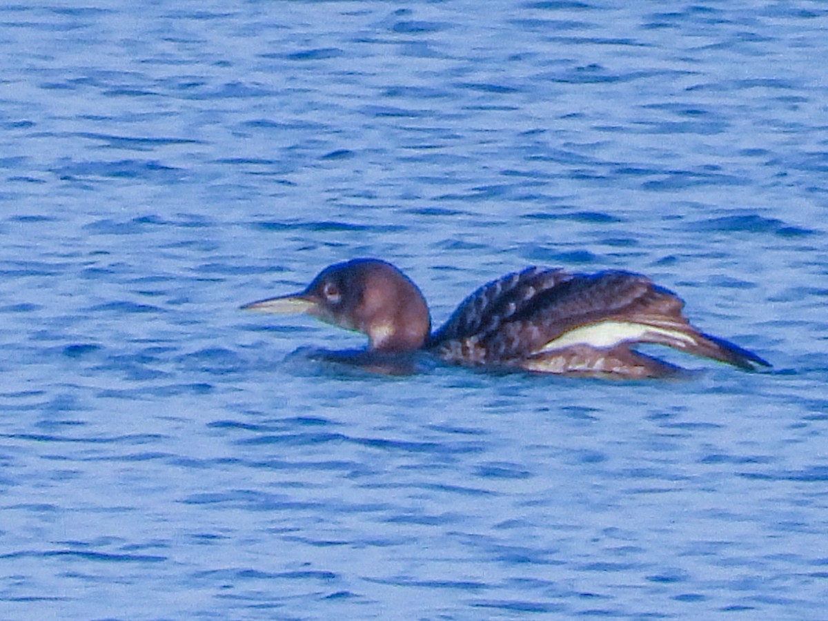 Buz Dalgıcı - ML646774668