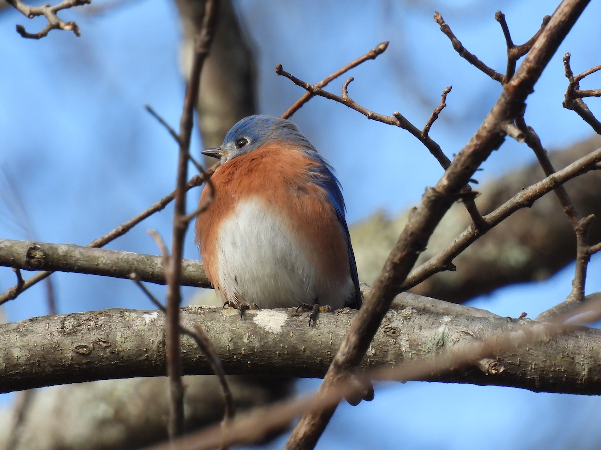 Eastern Bluebird - ML646774669