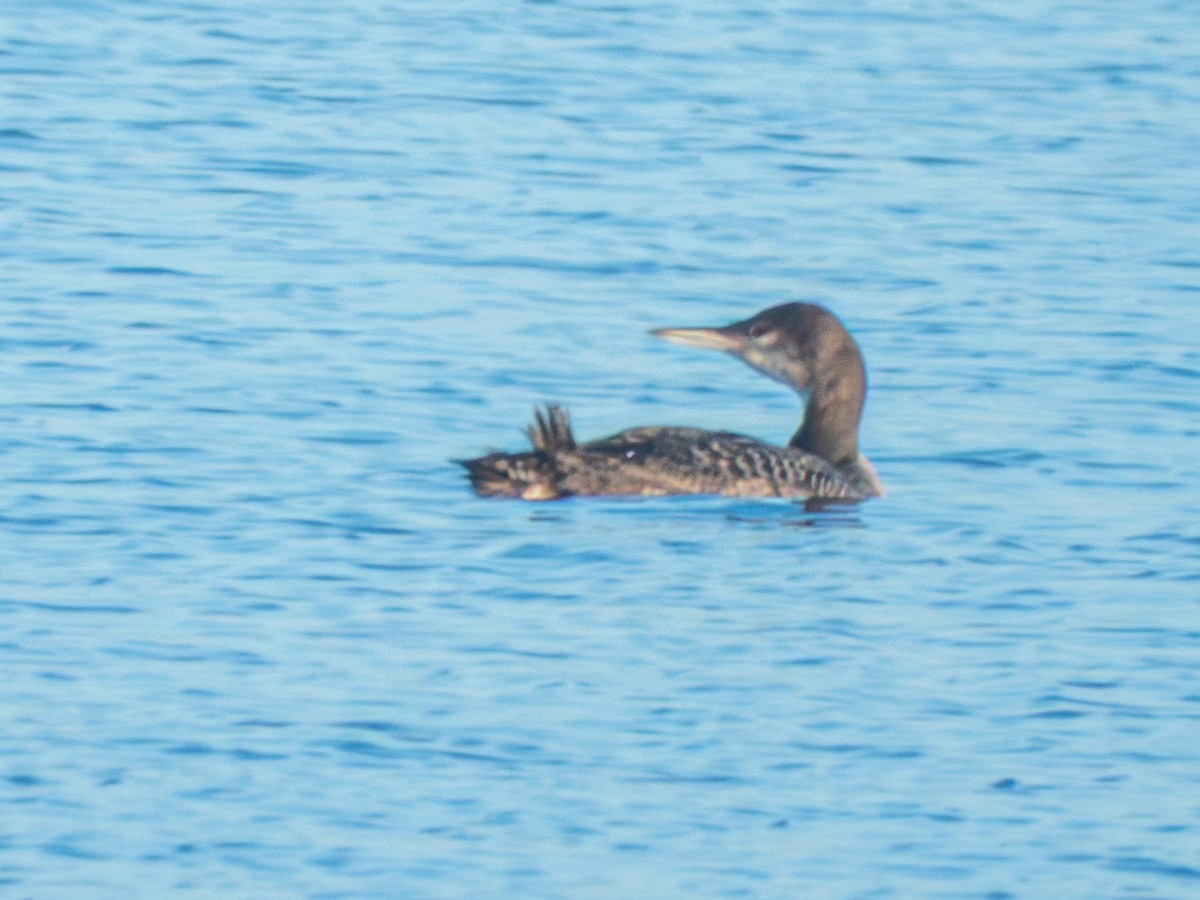 Buz Dalgıcı - ML646774670