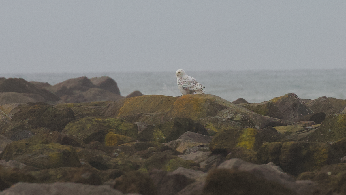 Elur-hontza - ML646774671