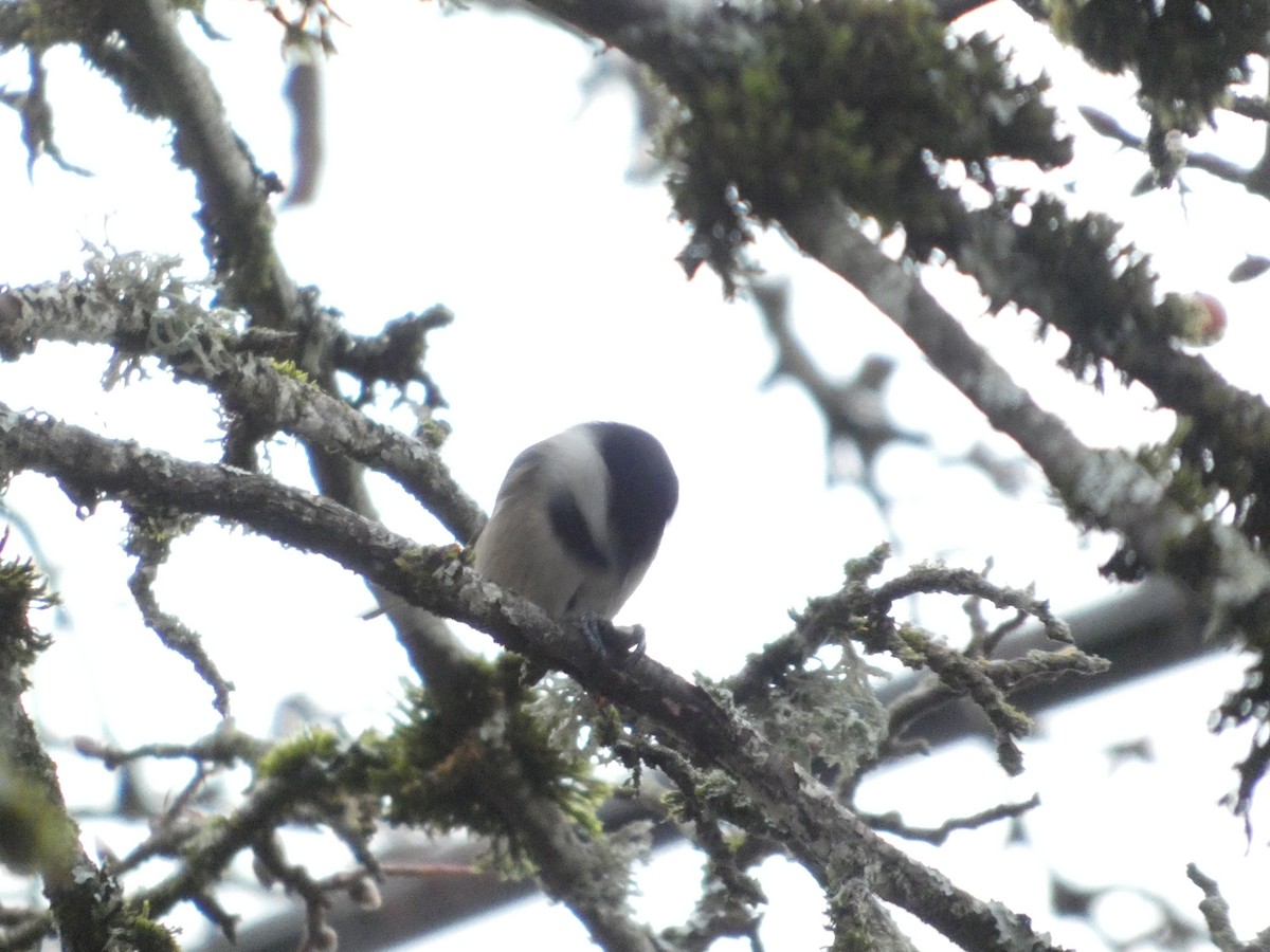 Black-capped Chickadee - ML646774673