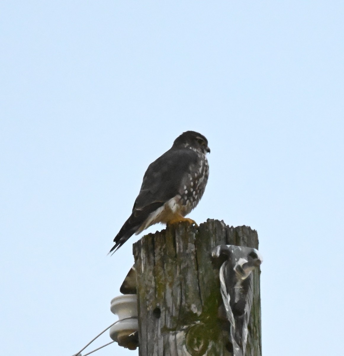 Merlin - ML646774674