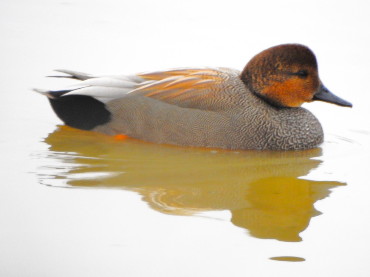 ברווז אפור - ML646774675