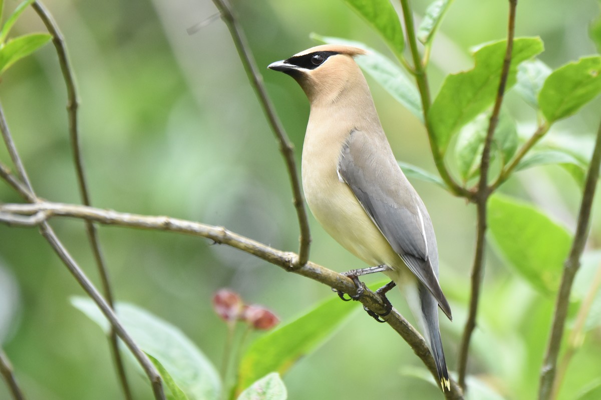 Cedar Waxwing - ML646774676