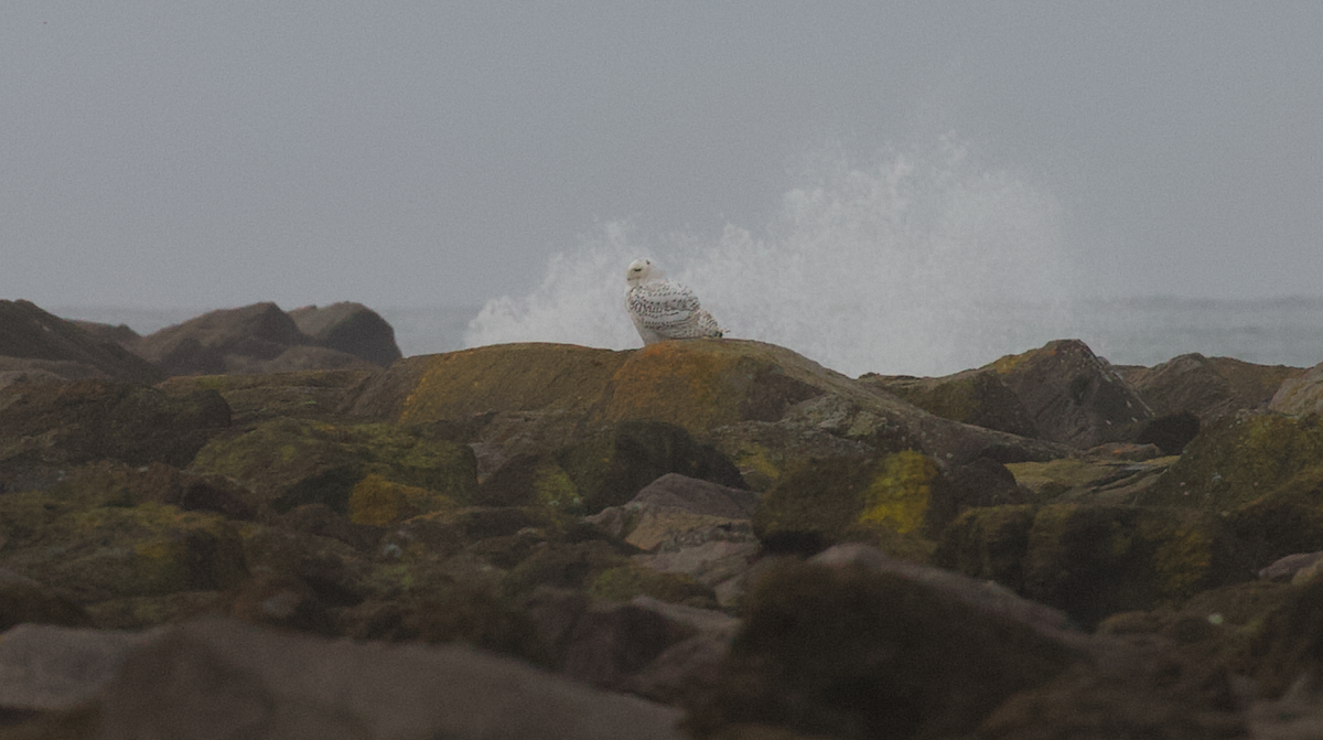 Elur-hontza - ML646774677