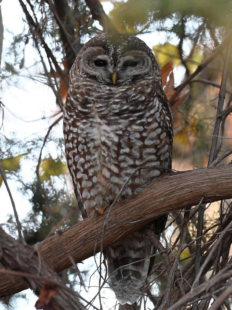 Spotted Owl (Mexican) - ML646774678