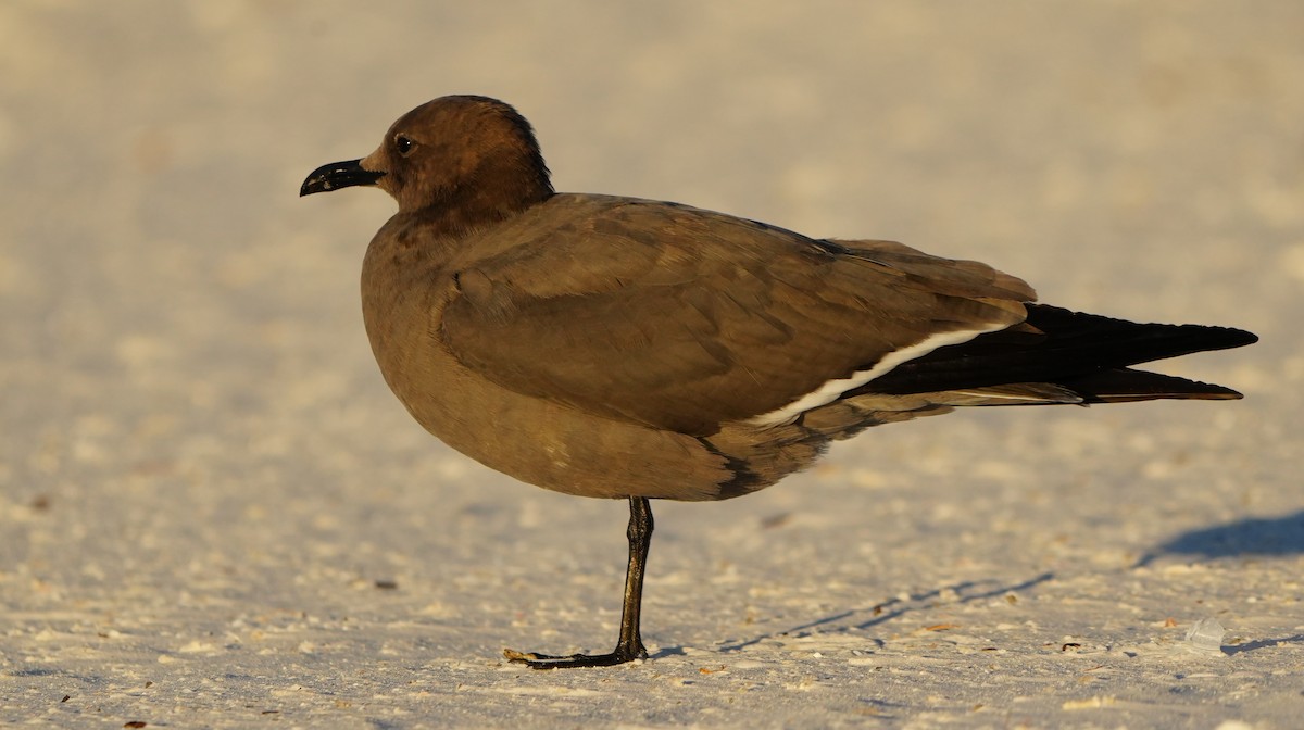 Antxeta grisa - ML646774679