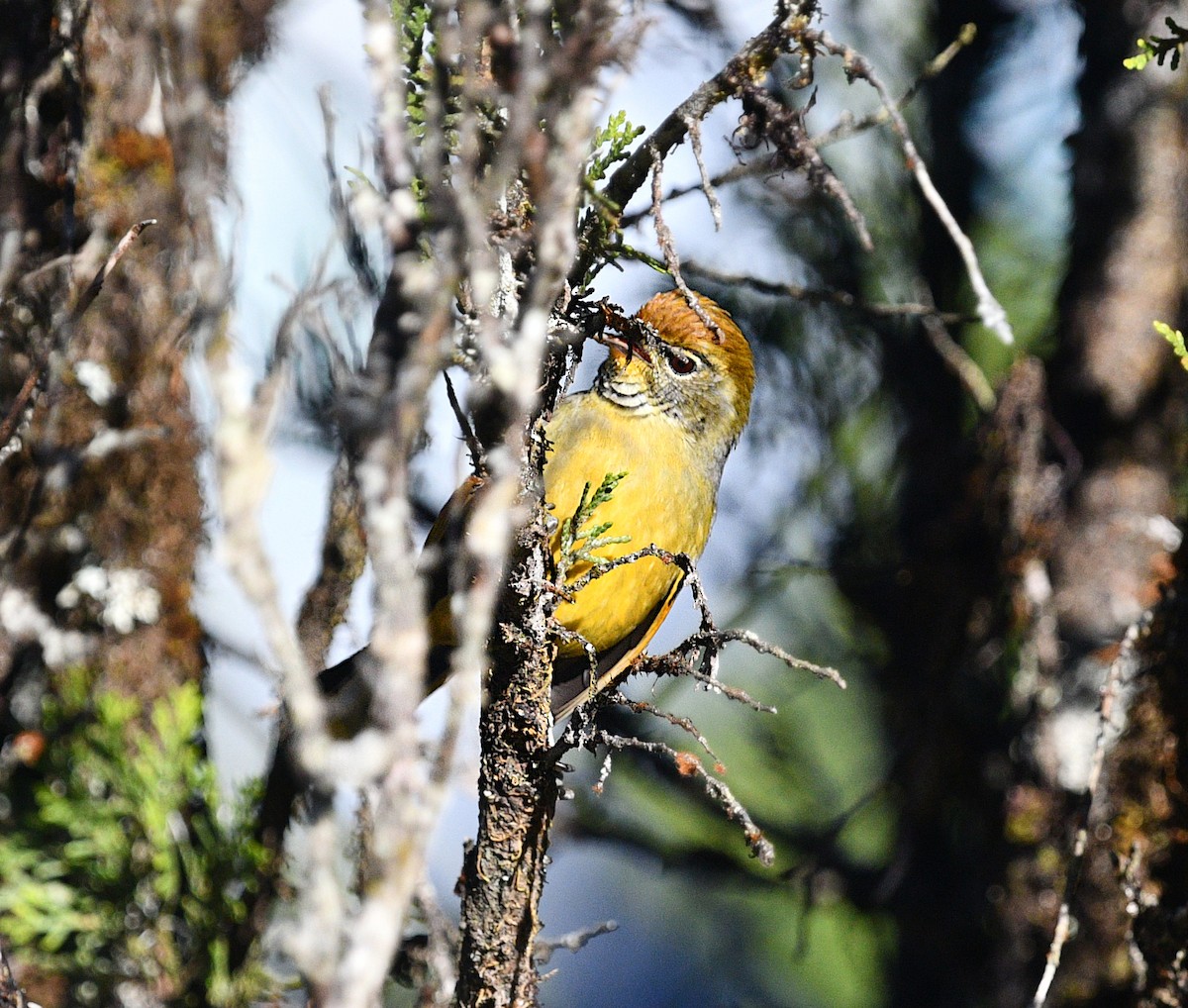 Chestnut-tailed Minla - ML646774680