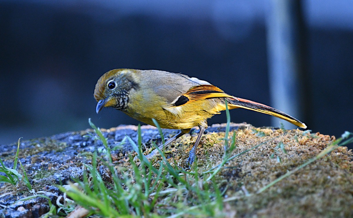 Chestnut-tailed Minla - ML646774681