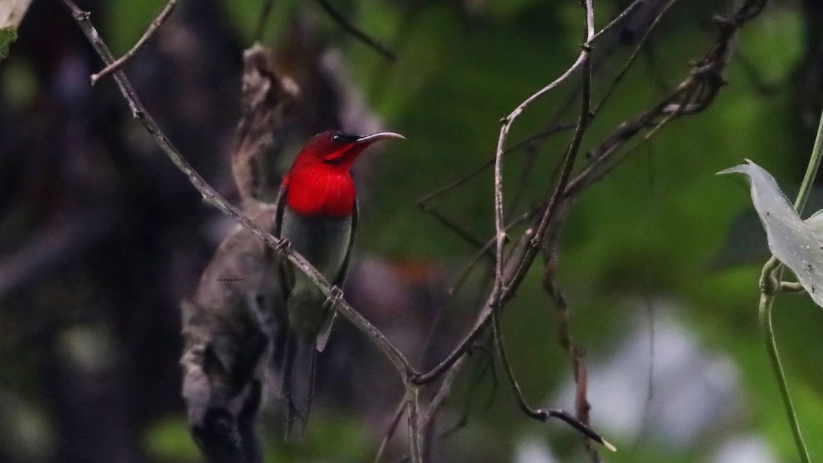 Crimson Sunbird - ML646774682