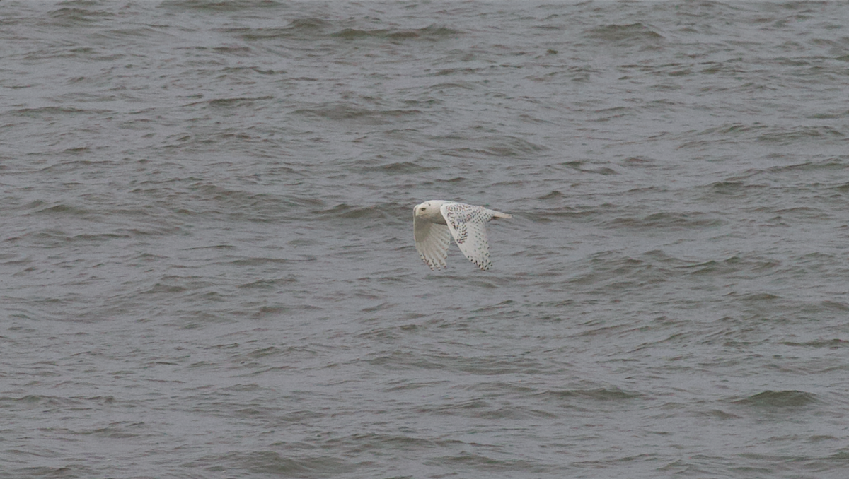 Elur-hontza - ML646774684