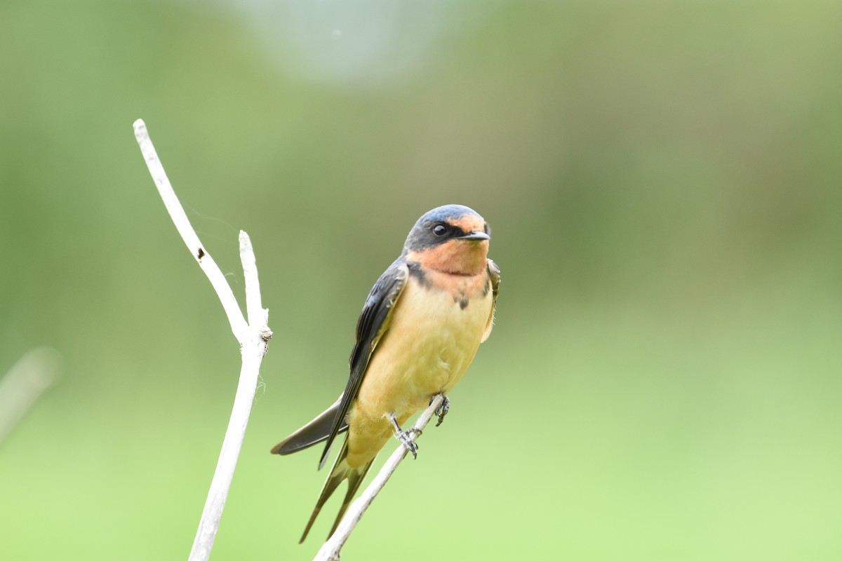 Ластівка сільська - ML646774685