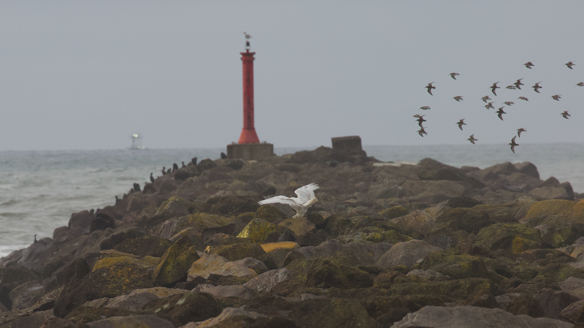 Elur-hontza - ML646774689