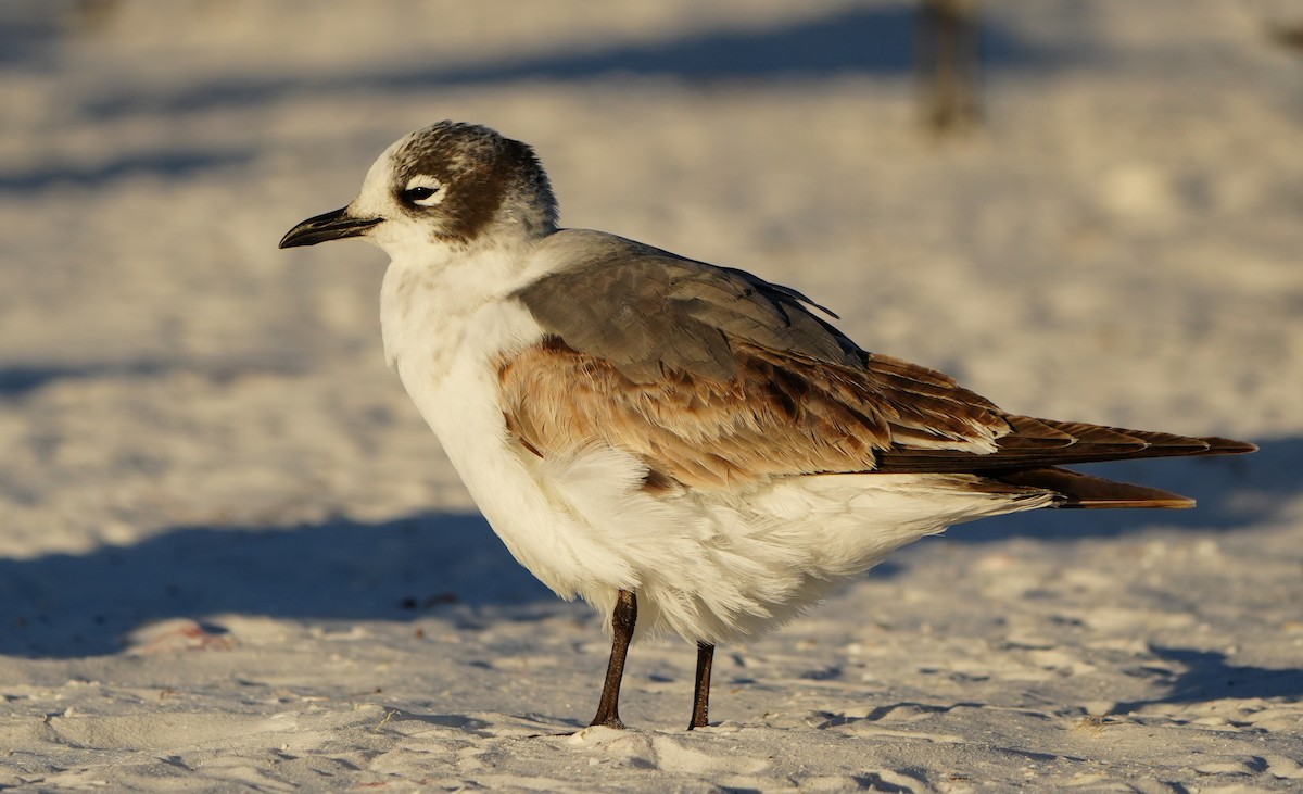 Franklin antxeta - ML646774690