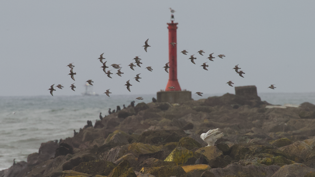 Elur-hontza - ML646774693