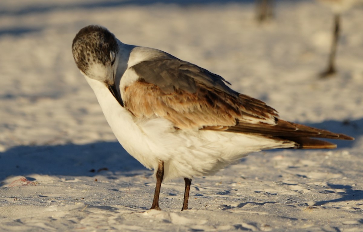 Franklin antxeta - ML646774695