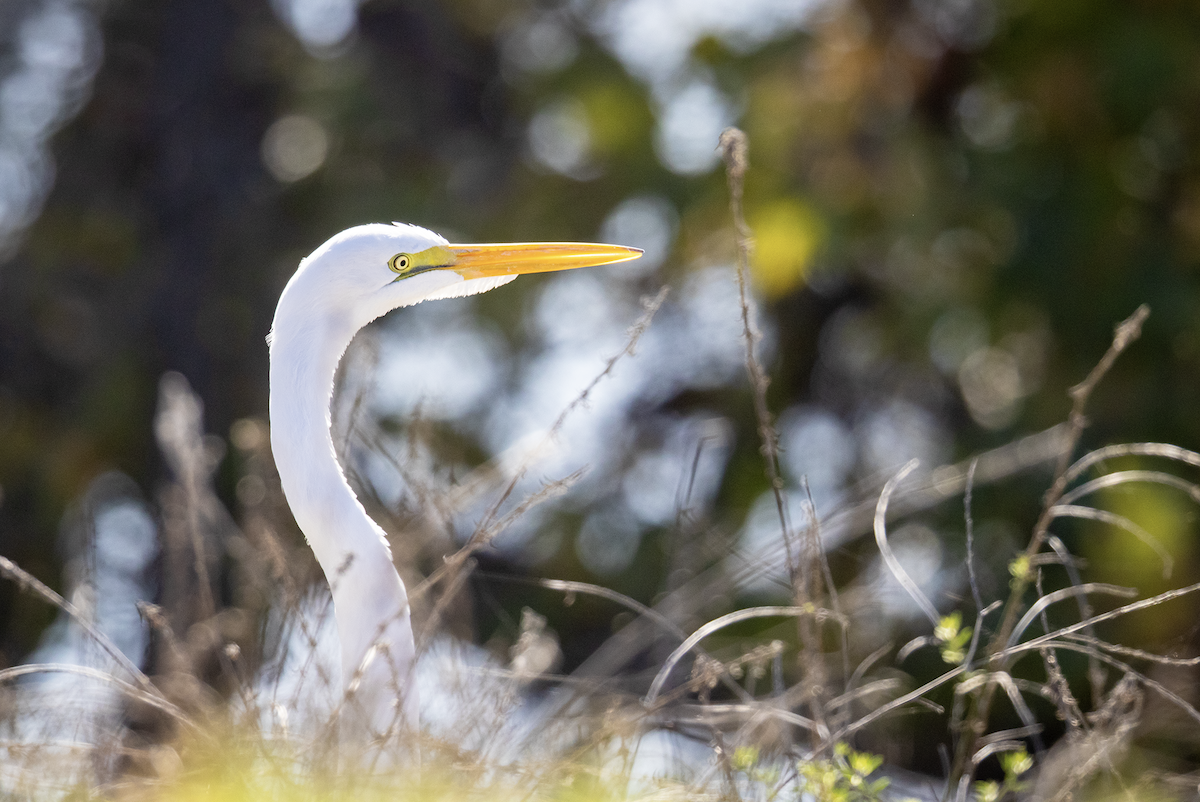 Great Egret - ML646774696