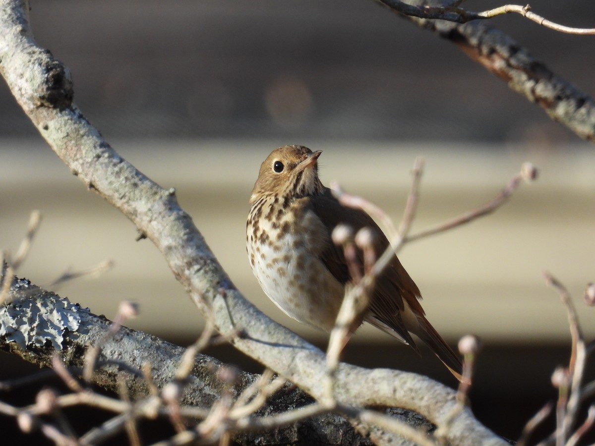 Hermit Thrush - ML646774697