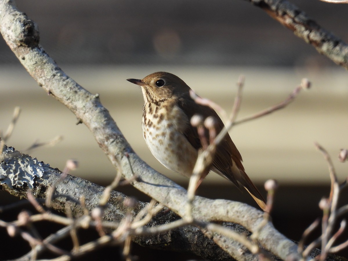 Hermit Thrush - ML646774698