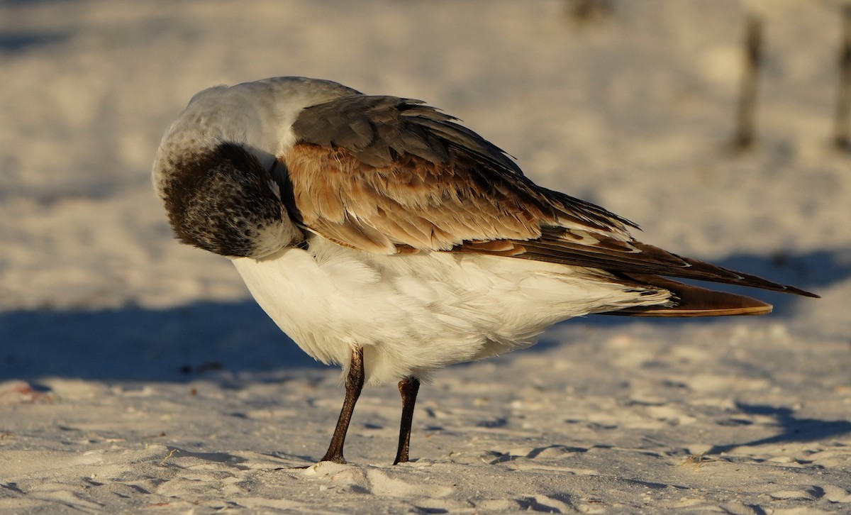 Franklin antxeta - ML646774700