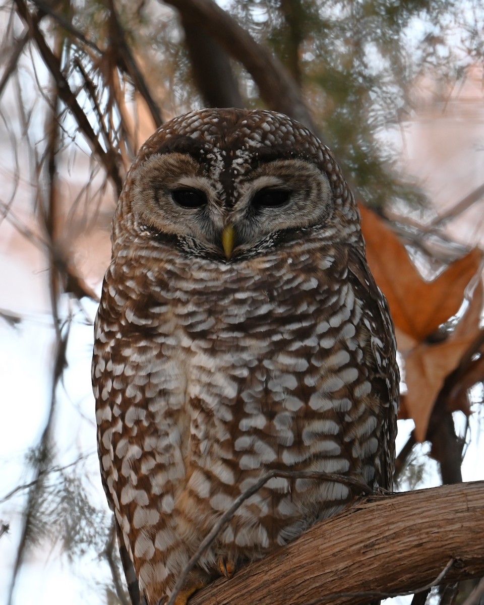 Spotted Owl (Mexican) - ML646774703