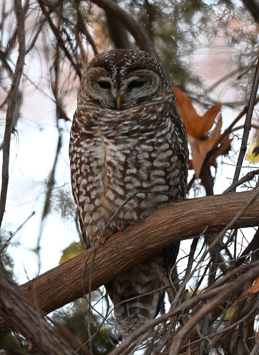Spotted Owl (Mexican) - ML646774705