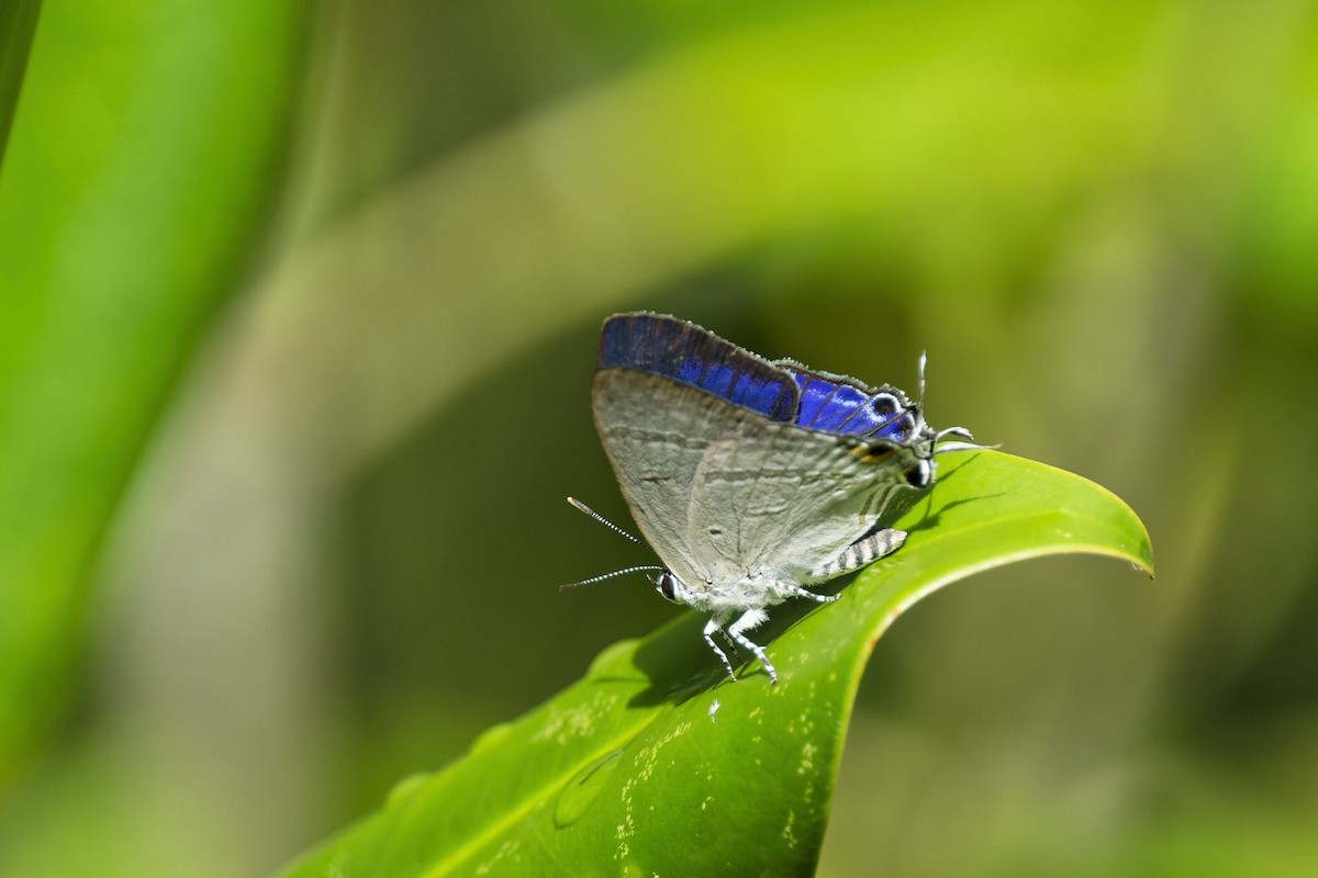 Black-spotted Flash - ML646774706