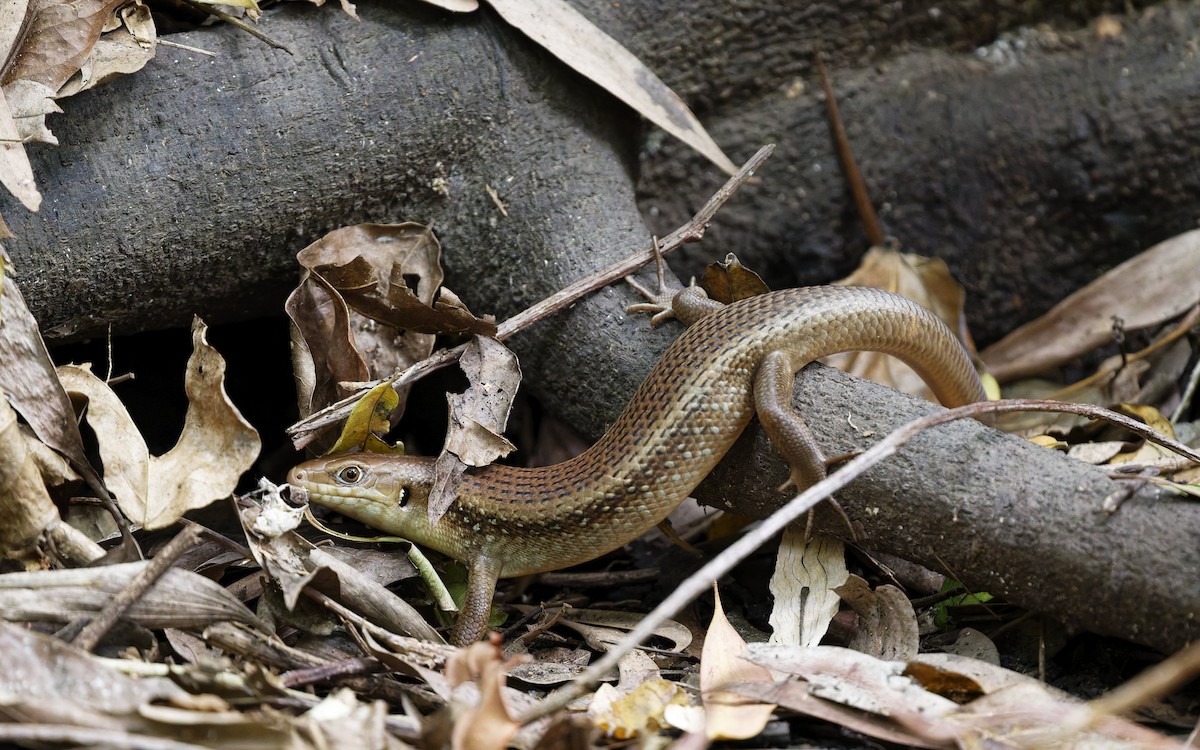 Major Skink - ML646774707