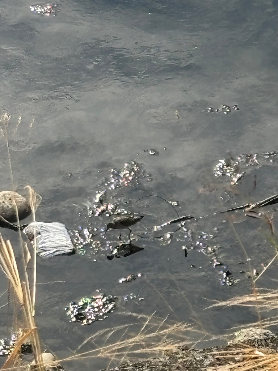 タカブシギ - ML646774708