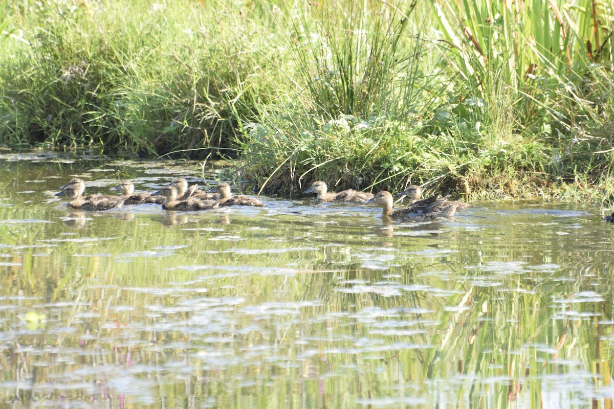 Cinnamon Teal - ML646774711