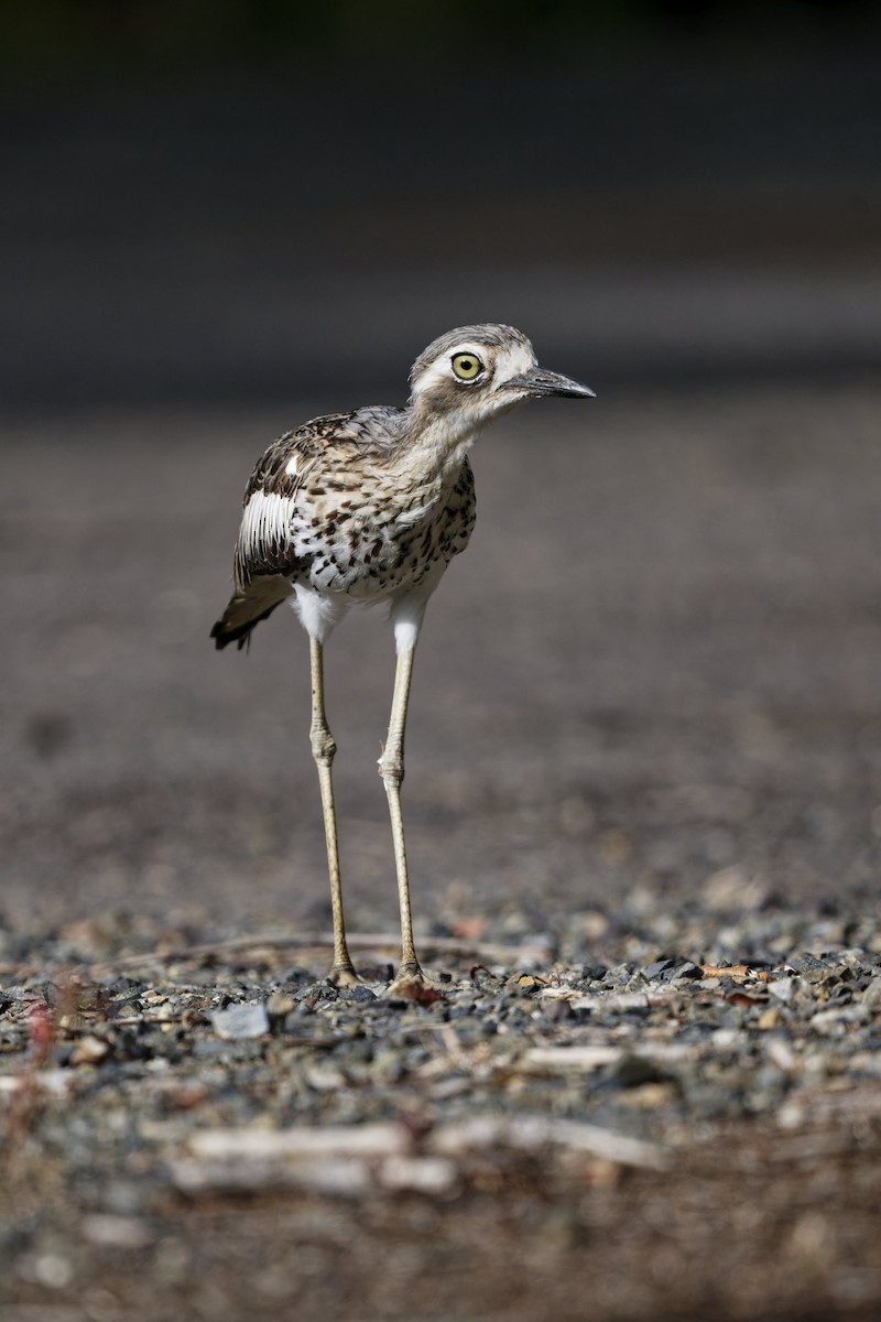 Лежень австралійський - ML646774713