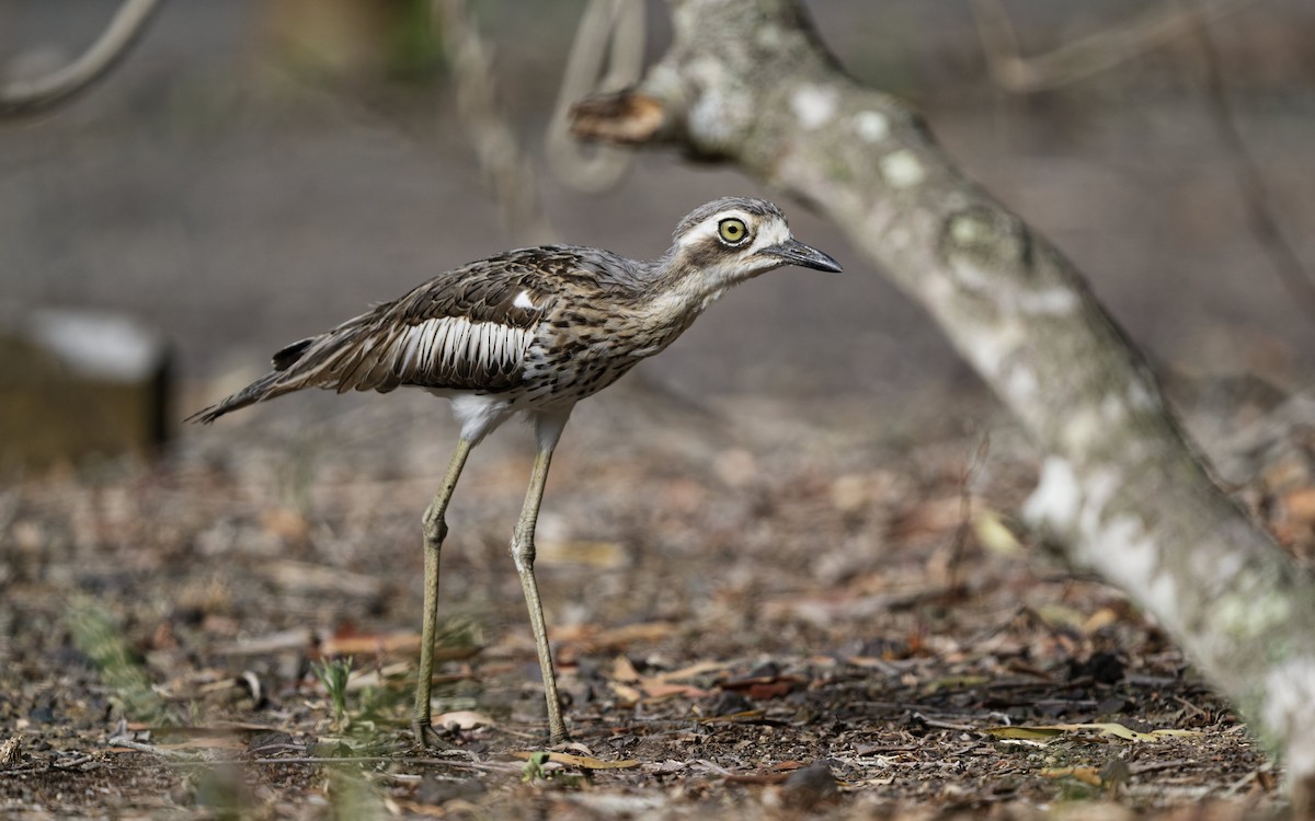 Лежень австралійський - ML646774714