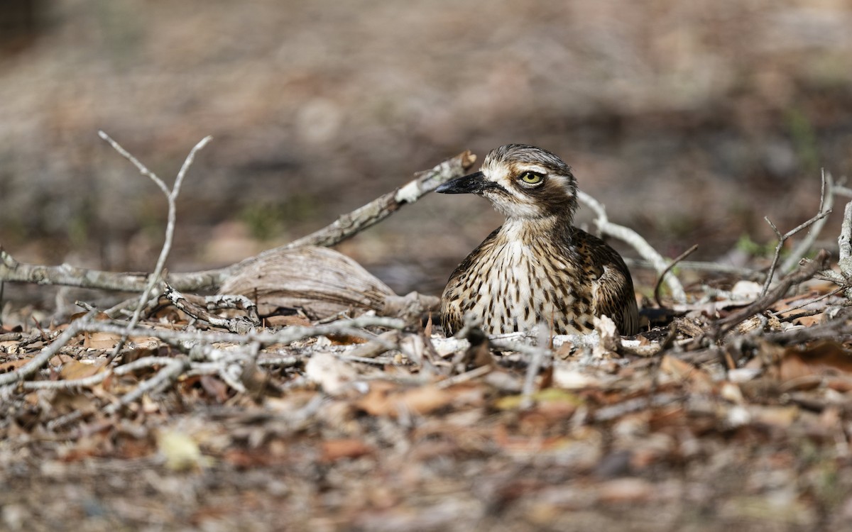 Лежень австралійський - ML646774715