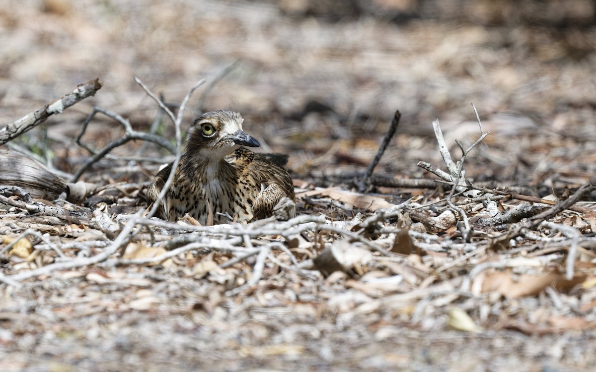 Лежень австралійський - ML646774716