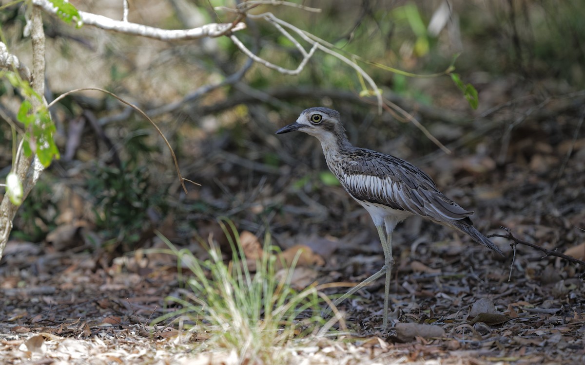 Лежень австралійський - ML646774717