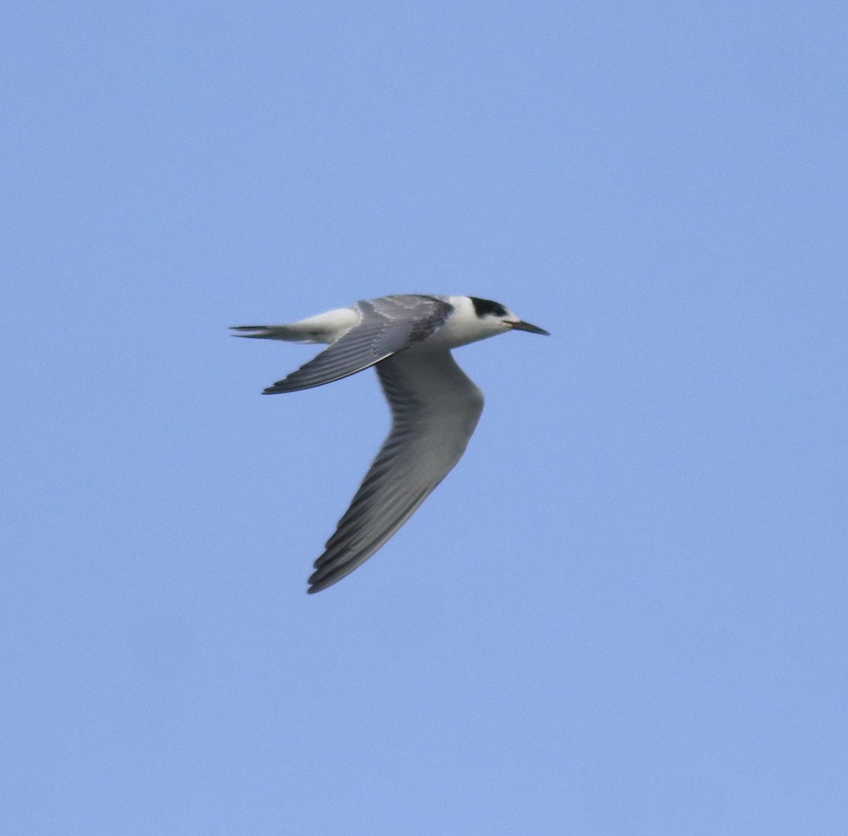 アジサシ - ML646774722