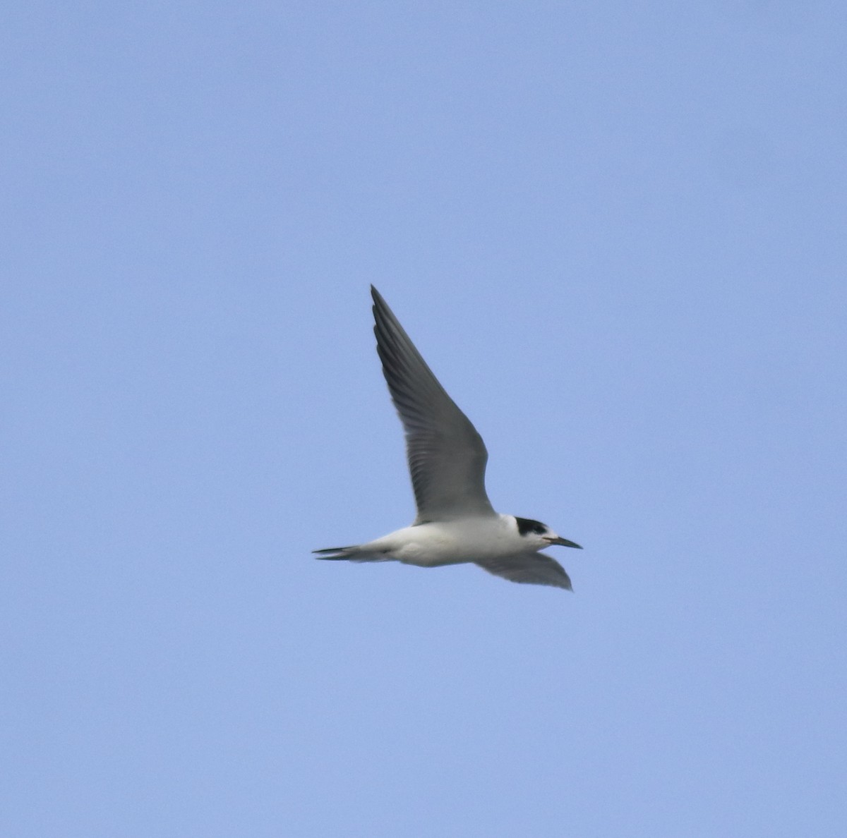 アジサシ - ML646774724