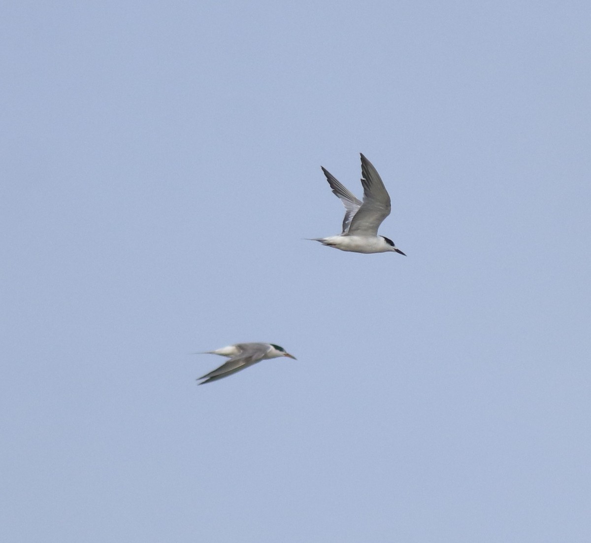 アジサシ - ML646774726