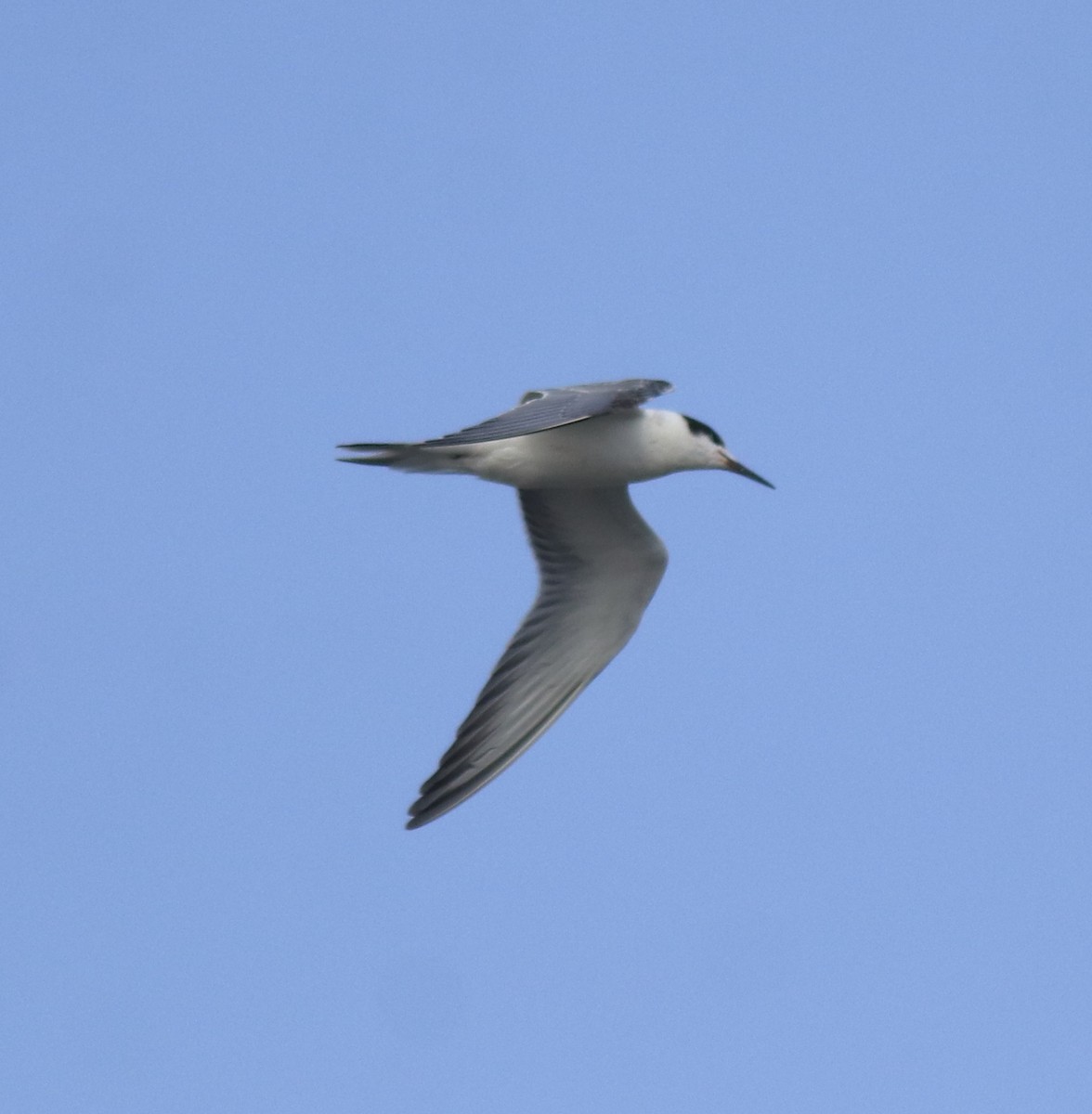 アジサシ - ML646774728