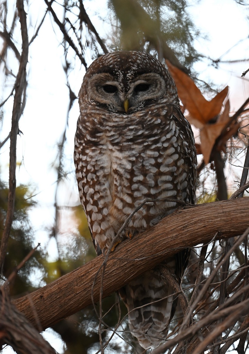 Spotted Owl (Mexican) - ML646774732