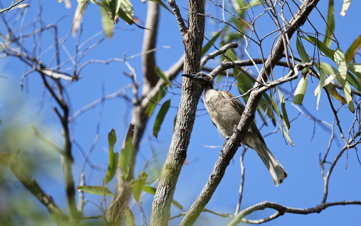 Медівник рогодзьобий - ML646774733