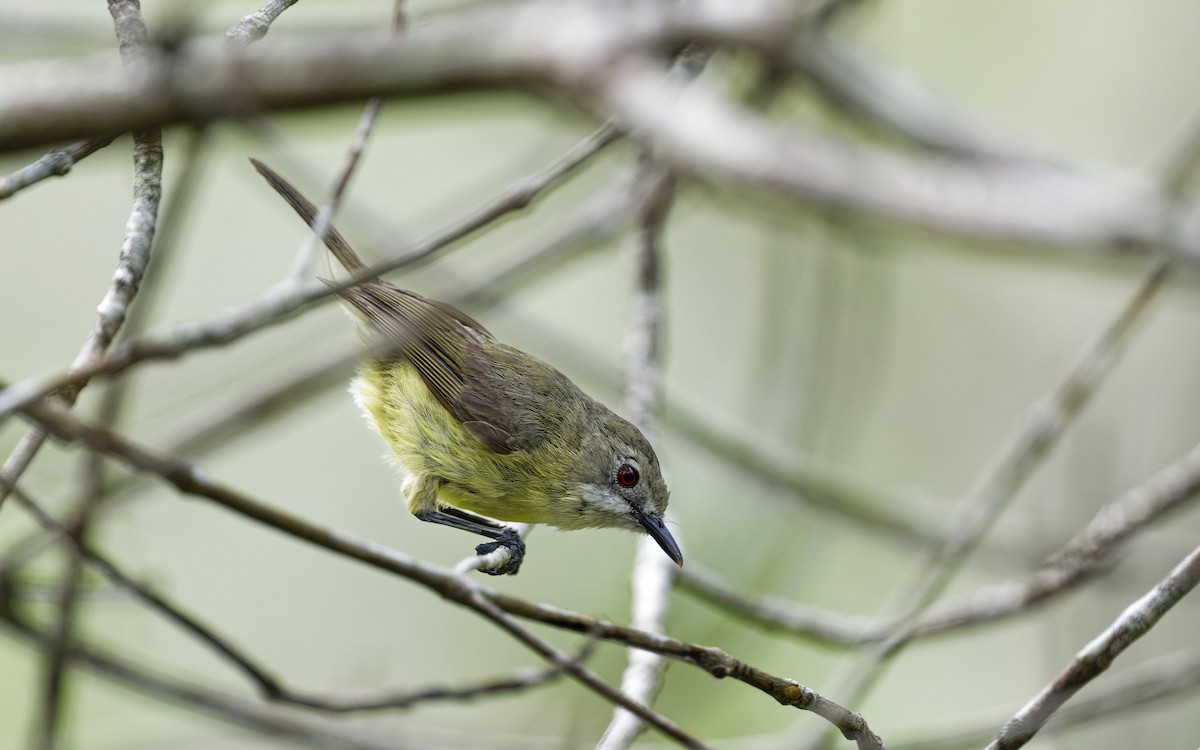 Ріроріро вусатий - ML646774734