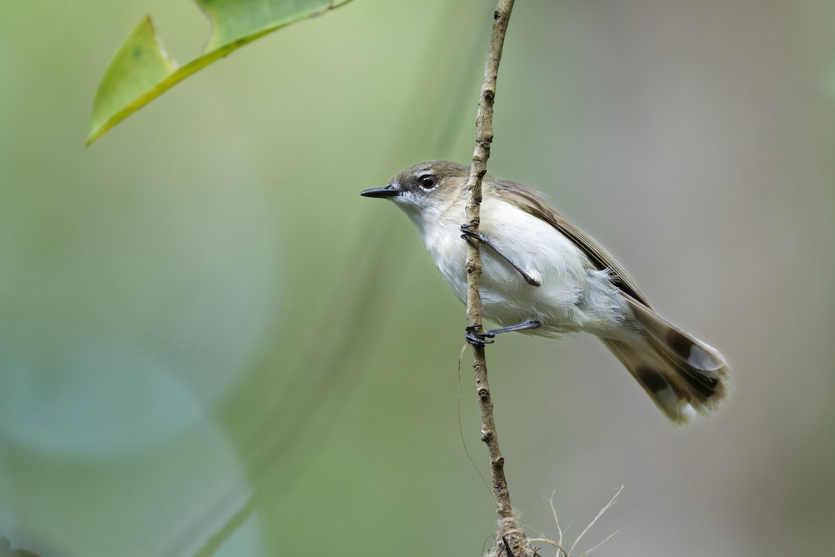 Ріроріро великодзьобий - ML646774735