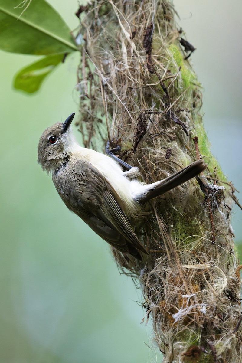 Ріроріро великодзьобий - ML646774736