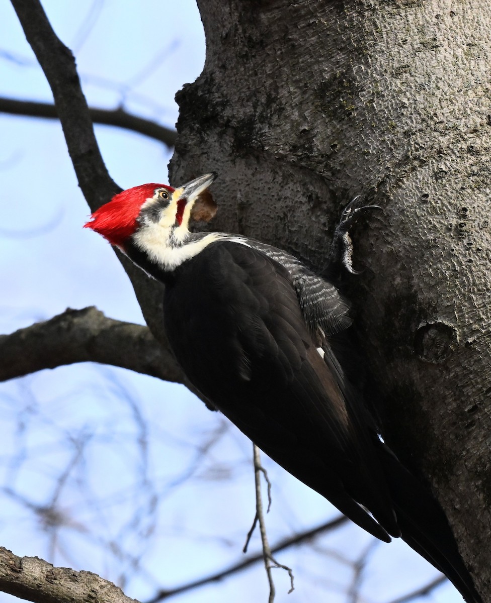 Pileated Woodpecker - ML646774737