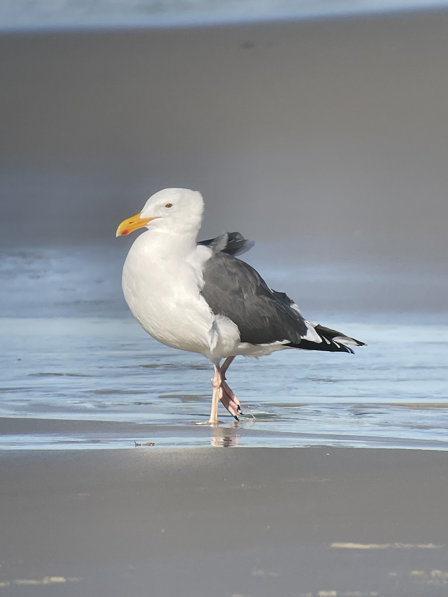 Мартин західний - ML646774740